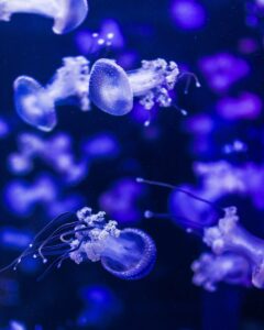 jellyfish, blue, submarine-3609068.jpg