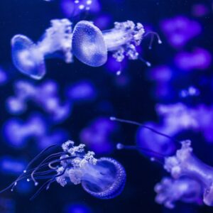 jellyfish, blue, submarine-3609068.jpg
