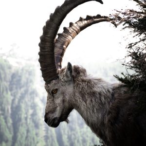 Son Of A Motherless GOAT